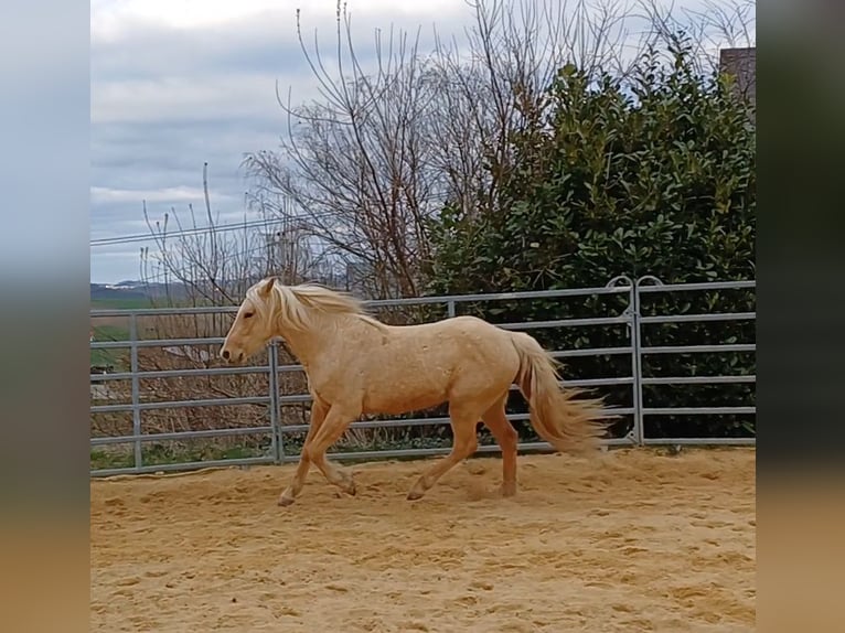 Missouri Fox Trotter Ogier in Winterwerb