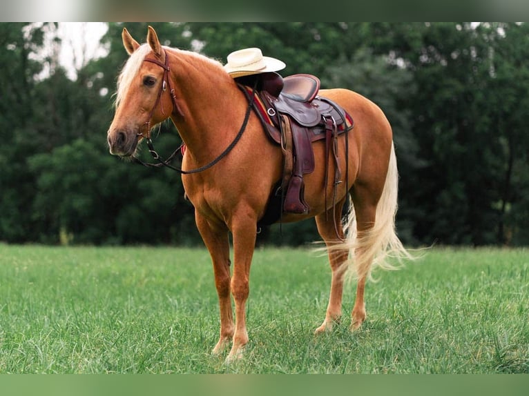 Missouri Fox Trotter Wałach 10 lat 155 cm Izabelowata in Rogersville, MO