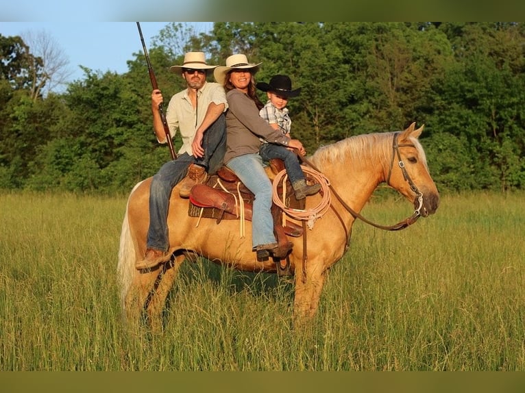 Missouri Fox Trotter Wałach 10 lat 155 cm Izabelowata in Rogersville, MO