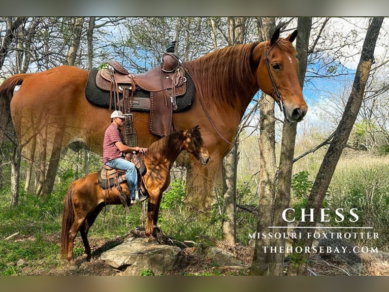 Missouri Fox Trotter Wałach 11 lat 155 cm Cisawa in Houston, MO