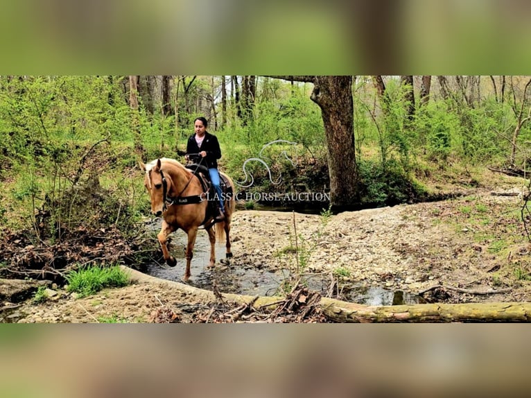 Missouri Fox Trotter Wałach 12 lat 152 cm in Gillsville, ga