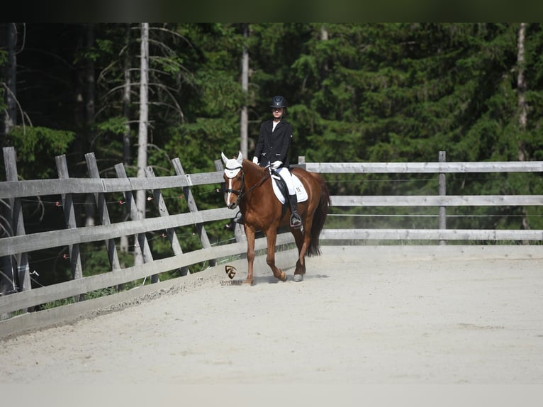 Missouri Fox Trotter Wałach 12 lat 157 cm Kasztanowata in Steeg