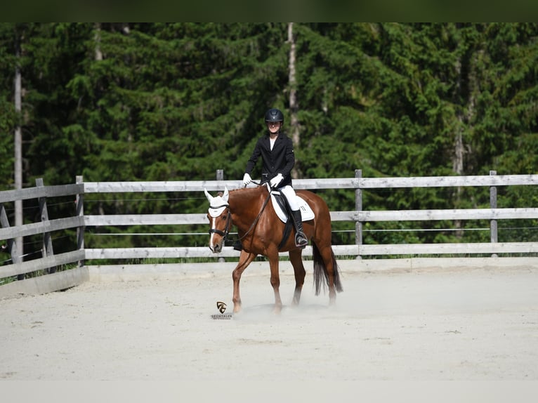 Missouri Fox Trotter Wałach 12 lat 157 cm Kasztanowata in Steeg