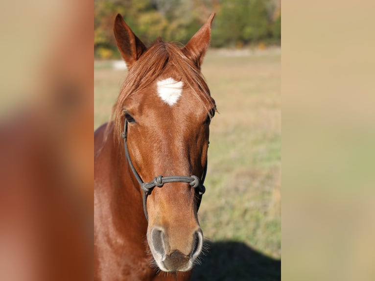Missouri Fox Trotter Wałach 13 lat 145 cm Ciemnokasztanowata in Festus