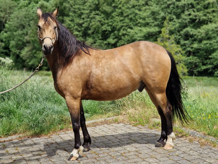 Missouri Fox Trotter Wałach 5 lat 153 cm Bułana in Königsfeld Missouri Fox Trotter Wałach 5 lat 153 cm Bułana in Königsfeld