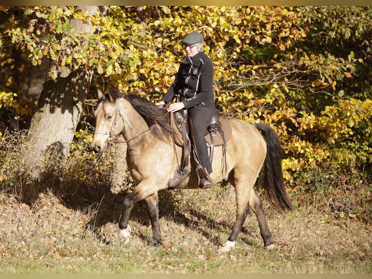 Missouri Fox Trotter Wałach 5 lat 153 cm Bułana in K&#xF6;nigsfeld
