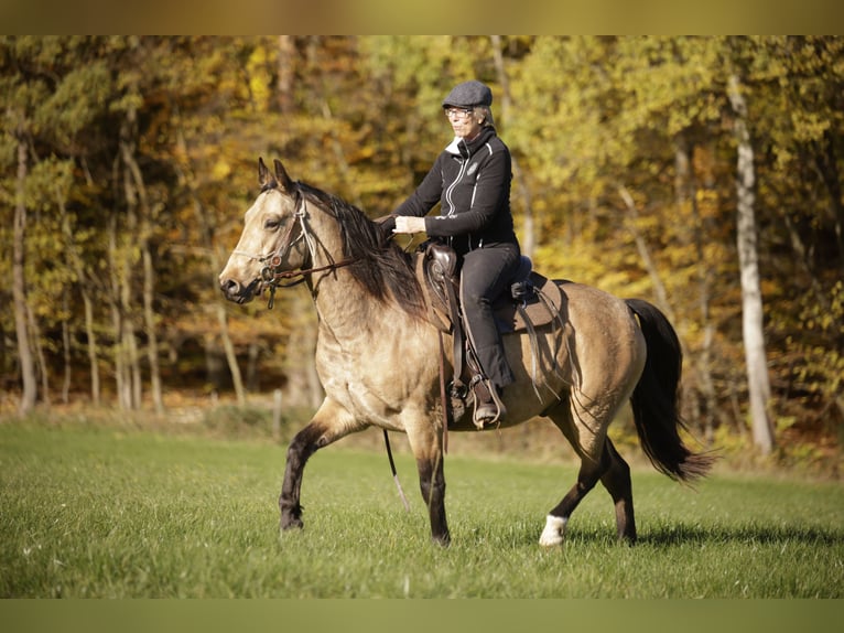Missouri Fox Trotter Wałach 5 lat 153 cm Bułana in K&#xF6;nigsfeld