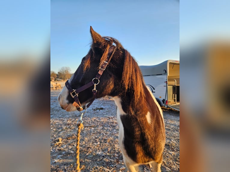 Missouri Fox Trotter Wałach 5 lat 155 cm Srokata in Waltersdorf