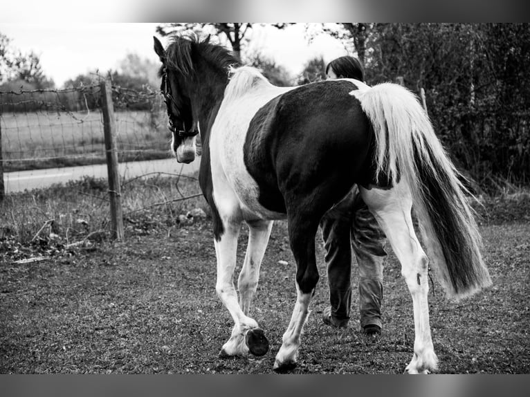 Missouri Fox Trotter Wałach 5 lat 155 cm Srokata in Waltersdorf