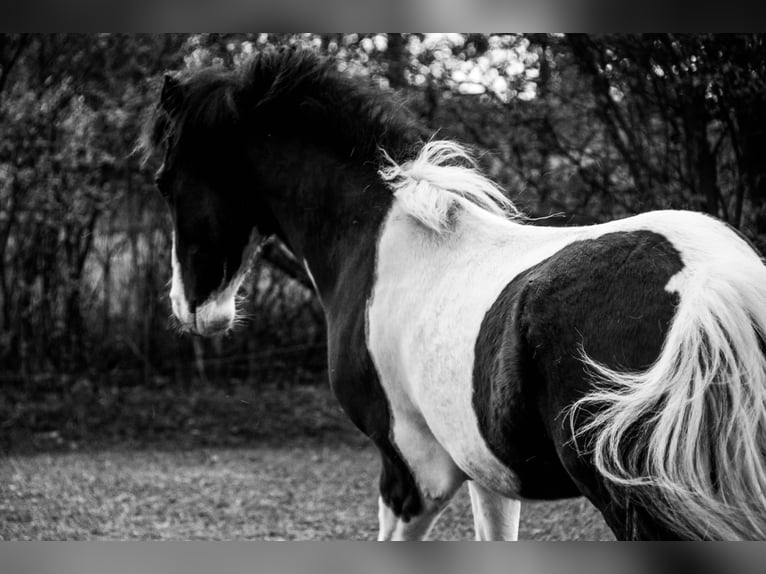 Missouri Fox Trotter Wałach 5 lat 155 cm Srokata in Waltersdorf