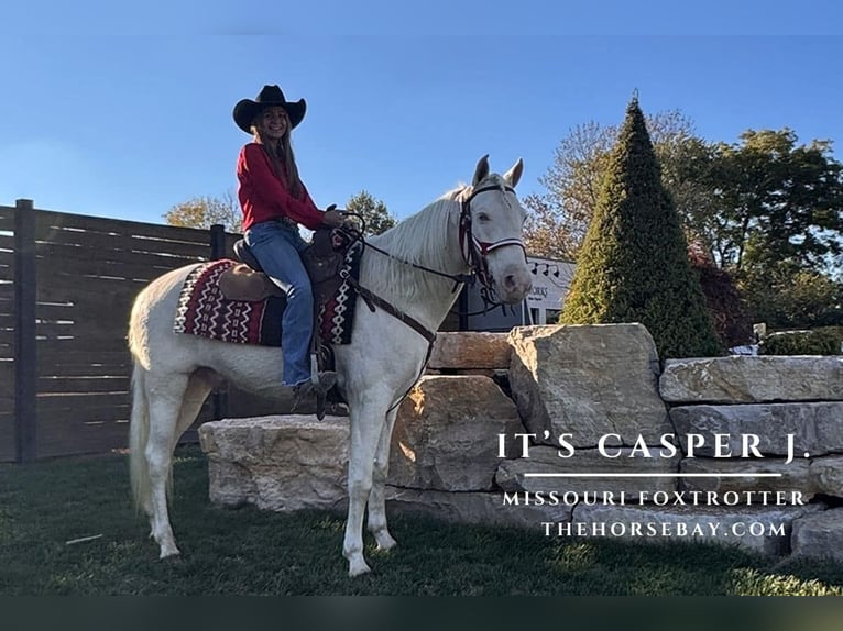 Missouri Fox Trotter Wałach 6 lat 147 cm Cremello in Freeburg, IL
