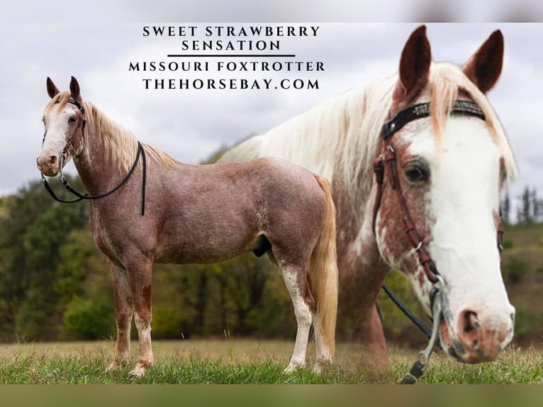 Missouri Fox Trotter Wałach 6 lat 152 cm Kasztanowatodereszowata in Marshfield, MO