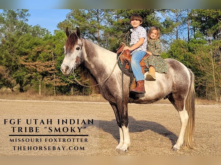 Missouri Fox Trotter Wałach 7 lat 142 cm Tobiano wszelkich maści in Monetta, SC