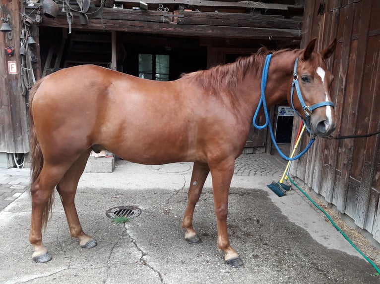 Missouri Fox Trotter Wałach 7 lat 153 cm Kasztanowata in Seeshaupt