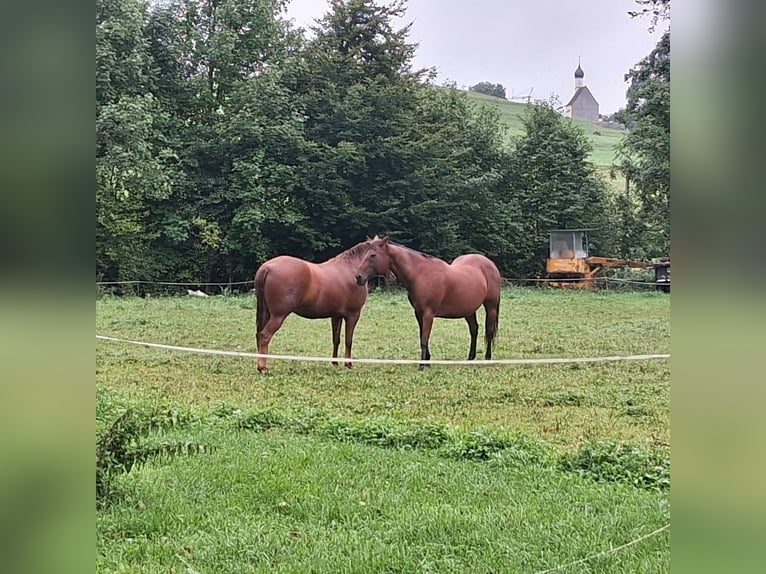 Missouri Fox Trotter Wałach 7 lat 153 cm Kasztanowata in Seeshaupt