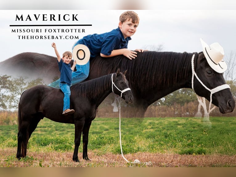 Missouri Fox Trotter Wałach 8 lat 152 cm Kara in Clearfield, IA