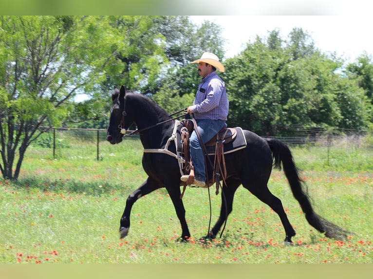 Missouri Fox Trotter Wałach 9 lat 150 cm Kara in Stephenville Tx
