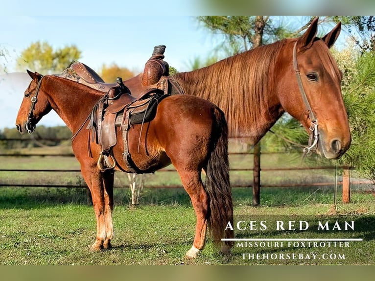 Missouri Fox Trotter Wałach 9 lat 160 cm Cisawa in Houston, MO