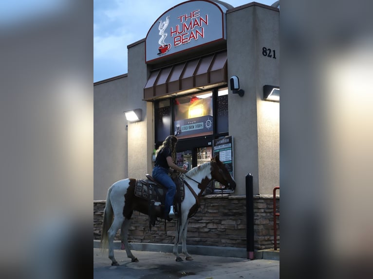 Missouri Fox Trotter Wałach 10 lat 145 cm Tobiano wszelkich maści in Nunn Co