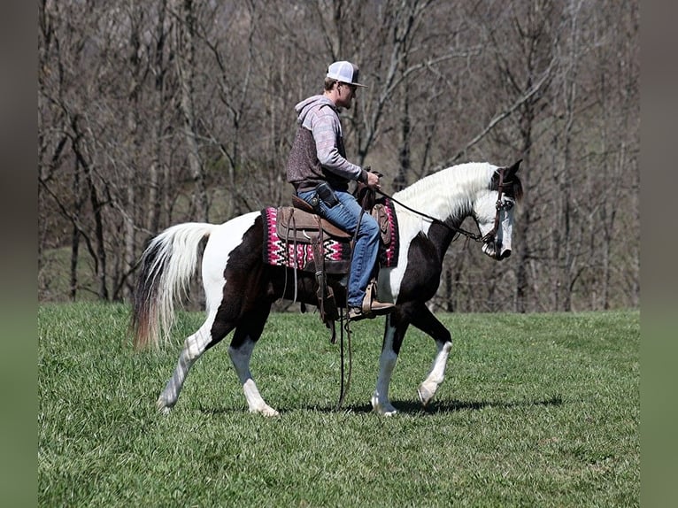 Missouri Fox Trotter Wałach 10 lat 145 cm Tobiano wszelkich maści in Parkers Lake KY