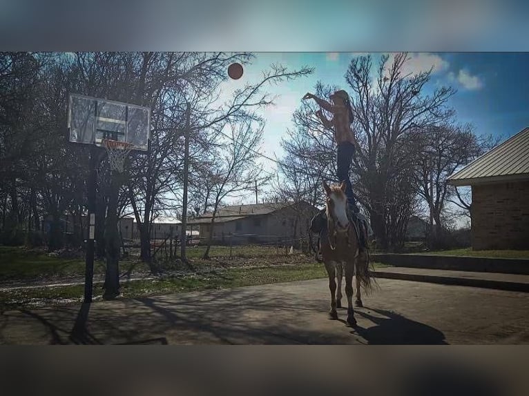 Missouri Fox Trotter Wałach 12 lat 155 cm Kasztanowatodereszowata in Caddo OK