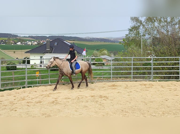 Missouri Fox Trotter Wałach 4 lat 155 cm Siwa jabłkowita in Winterwerb