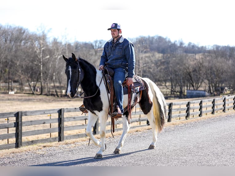 Missouri Fox Trotter Wałach 6 lat 147 cm Tobiano wszelkich maści in Cleveland TN