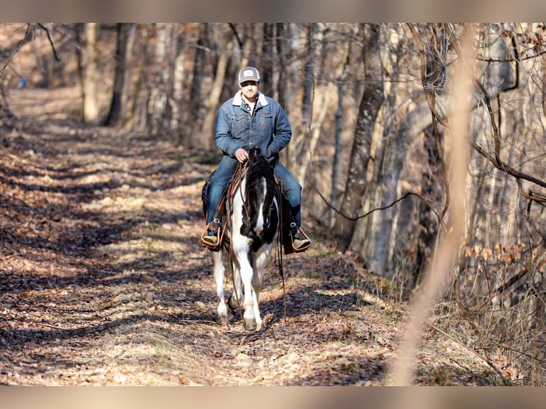 Missouri Fox Trotter Wałach 6 lat 147 cm Tobiano wszelkich maści in Cleveland TN