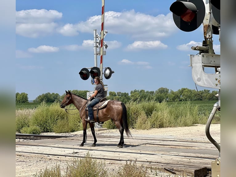 Missouri Fox Trotter Wałach 7 lat 150 cm Gniadodereszowata in Lisbon IA