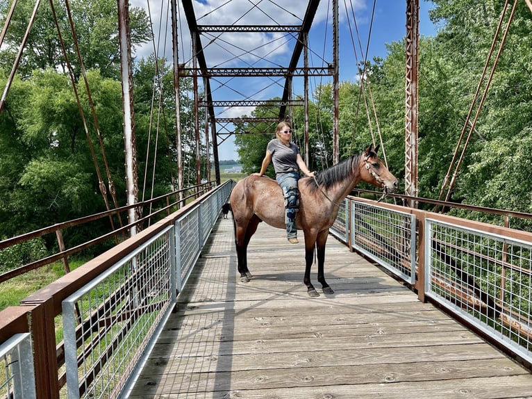 Missouri Fox Trotter Wałach 7 lat 150 cm Gniadodereszowata in Lisbon IA