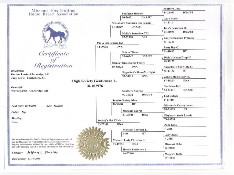 Missouri Fox Trotter Wałach 7 lat 152 cm Gniada in Gillsville, GA