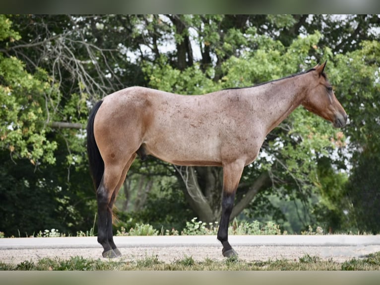 Missouri Fox Trotter Wałach 8 lat 150 cm Gniadodereszowata in Lisbon IA