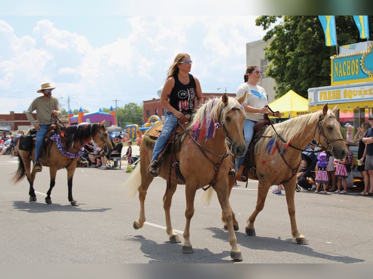 Missouri Foxtrotter Castrone 10 Anni 155 cm Palomino in Rogersville, MO