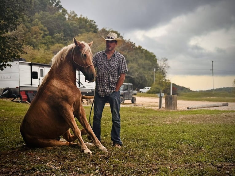 Missouri Foxtrotter Castrone 10 Anni 155 cm Palomino in Rogersville, MO
