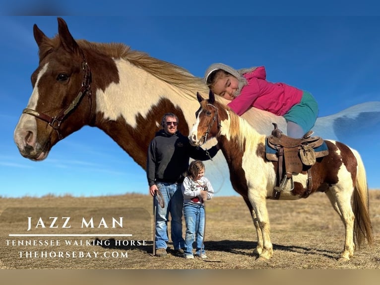 Missouri Foxtrotter Castrone 10 Anni 157 cm Tobiano-tutti i colori in Lamoni, IA