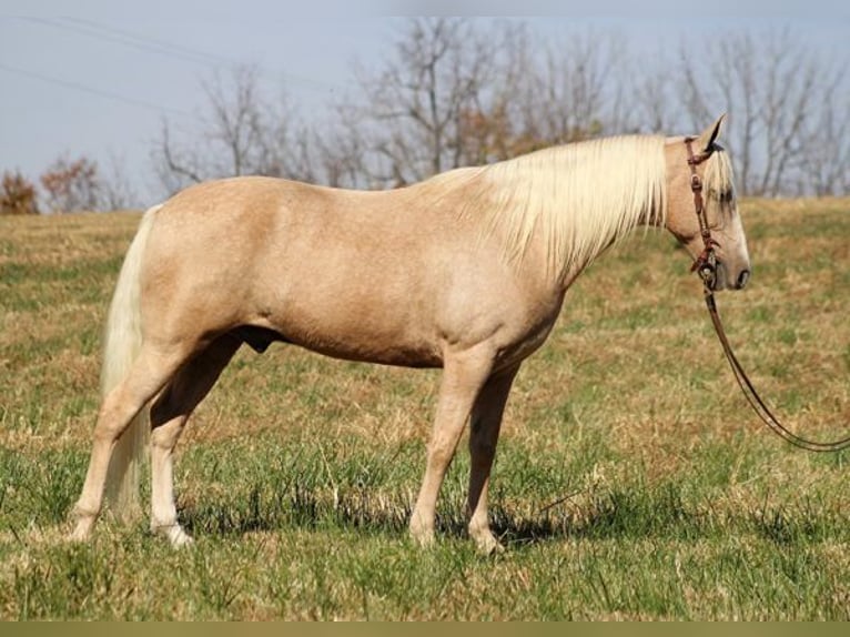 Missouri Foxtrotter Castrone 12 Anni 157 cm Palomino in Whitley City KY