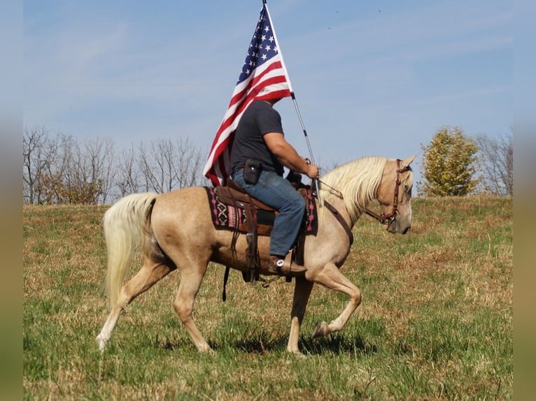Missouri Foxtrotter Castrone 12 Anni 157 cm Palomino in Whitley City KY