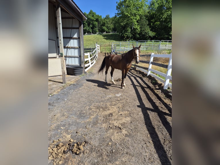 Missouri Foxtrotter Castrone 12 Anni Baio ciliegia in Blain, PA