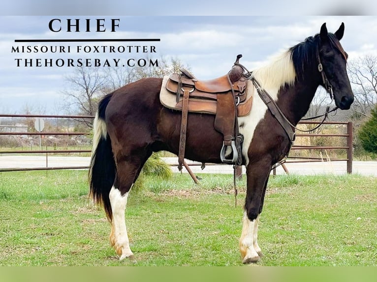 Missouri Foxtrotter Castrone 12 Anni Baio ciliegia in Houston, MO