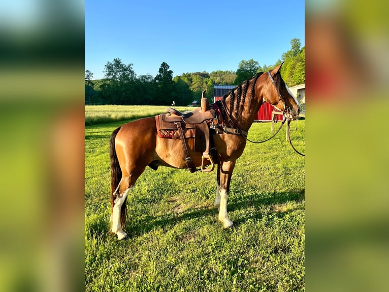 Missouri Foxtrotter Castrone 12 Anni Baio roano in West Liberty Ky