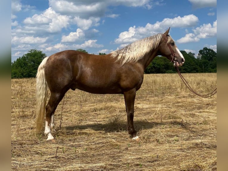 Missouri Foxtrotter Castrone 12 Anni Palomino in Moscow OH