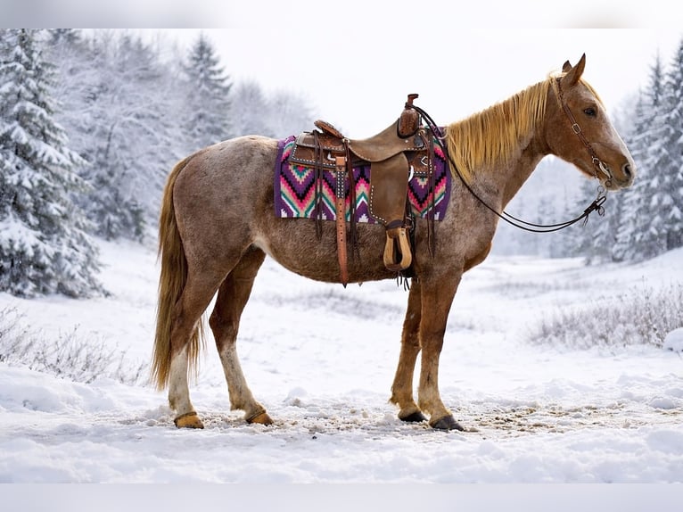 Missouri Foxtrotter Castrone 13 Anni 150 cm Roano rosso in Battle Creek