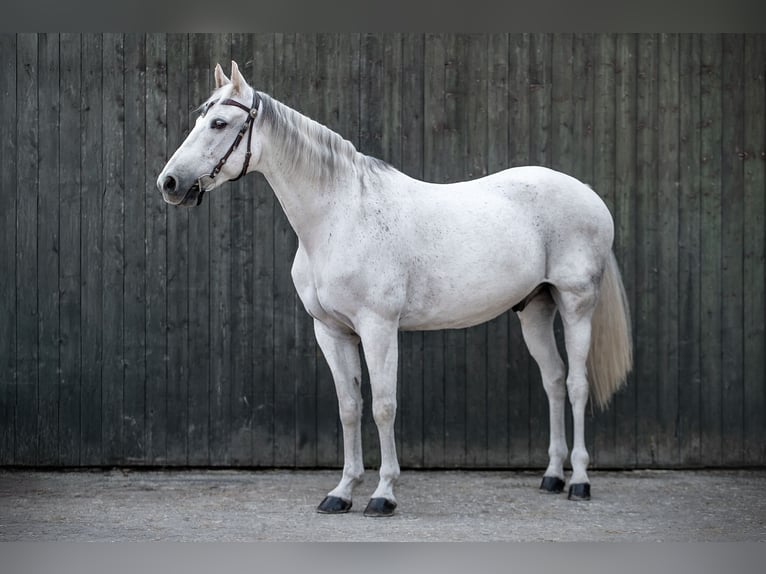 Missouri Foxtrotter Castrone 13 Anni 160 cm Grigio pezzato in Bonn