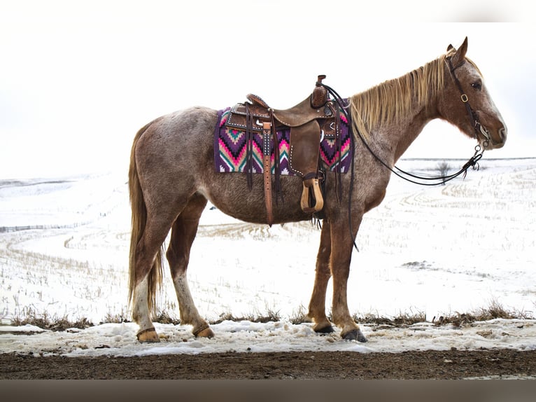 Missouri Foxtrotter Castrone 14 Anni 150 cm Roano rosso in Battle Creek