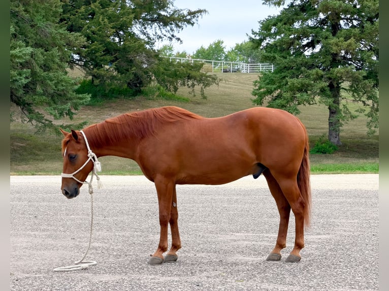 Missouri Foxtrotter Castrone 14 Anni 152 cm Sauro ciliegia in Cannon Falls