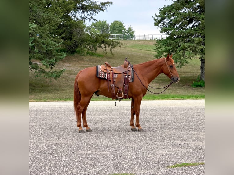 Missouri Foxtrotter Castrone 14 Anni 152 cm Sauro ciliegia in Cannon Falls
