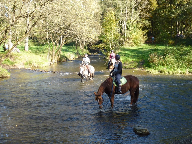 Missouri Foxtrotter Castrone 14 Anni 155 cm Grigio pezzato in Winterwerb