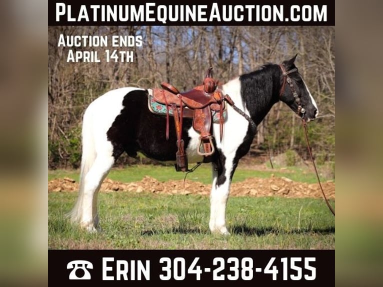 Missouri Foxtrotter Castrone 15 Anni 150 cm Morello in FLEMINGSBURG, KY