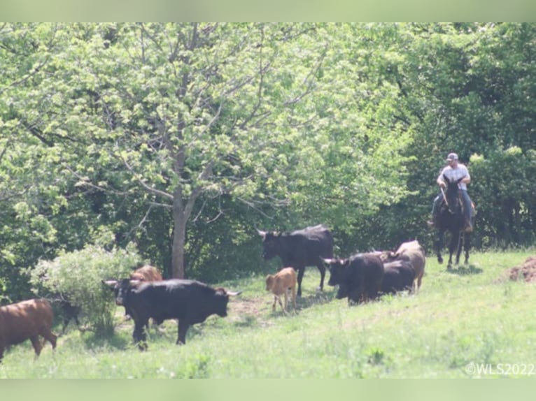 Missouri Foxtrotter Castrone 15 Anni 152 cm Morello in Brooksville Ky