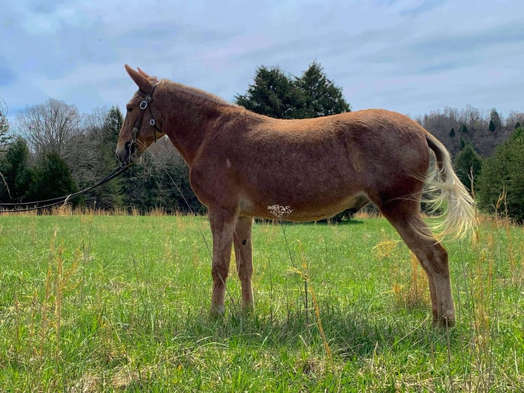 Missouri Foxtrotter Castrone 15 Anni 152 cm Palomino in Whitley City KY
